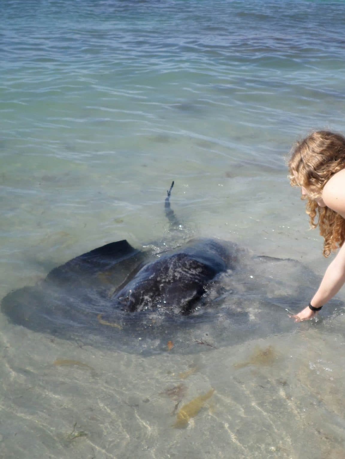 Sophie volunteering at Bunbury Wildlife Park in Western Australia, 2016 β kangaroos and wallabies, emus, cockatoos, lorikeets and a possum at the park, plus whale watching, wild giant stingrays, quokkas on Rottnest Island and the view over Perth
