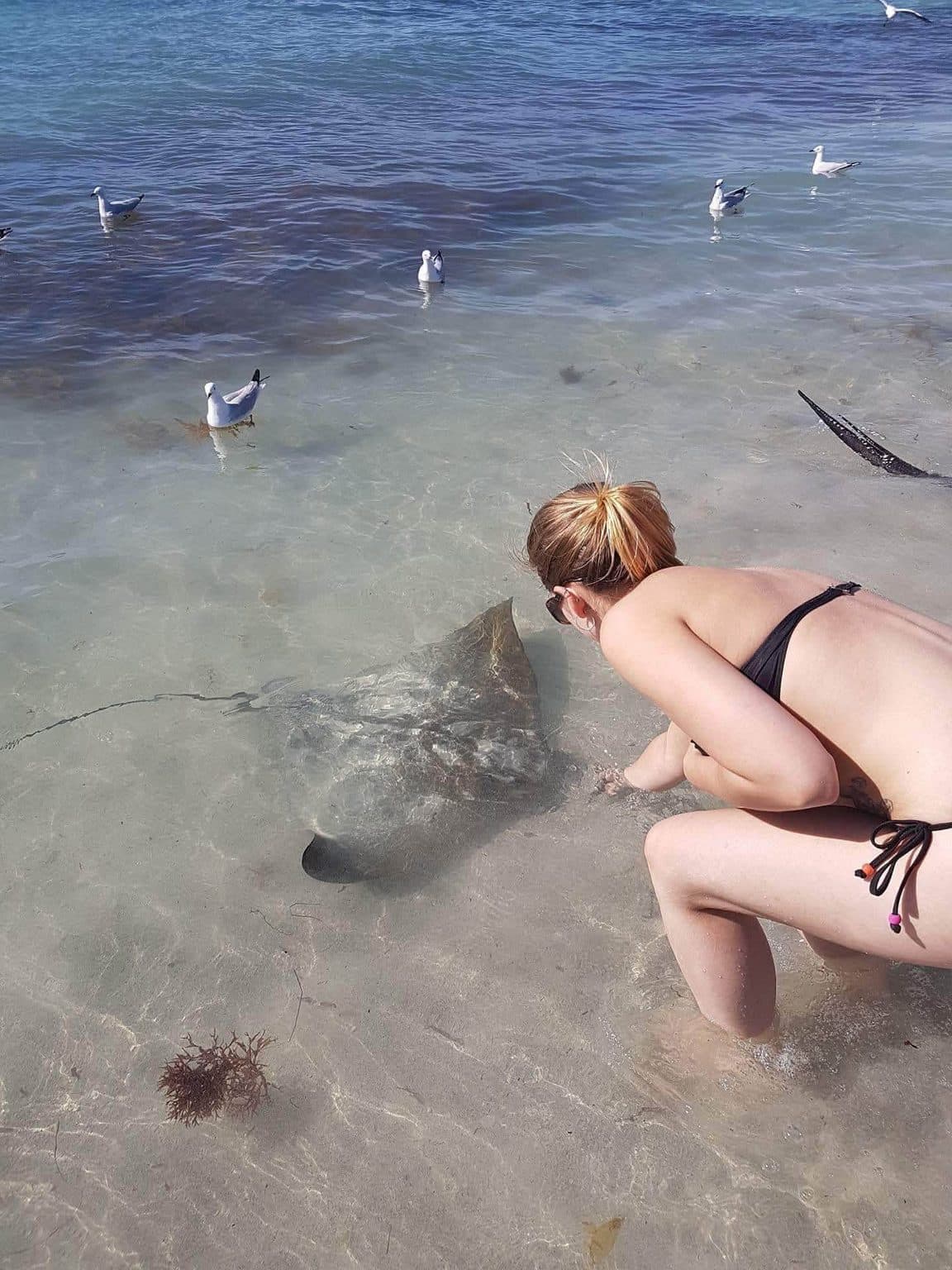 Sophie volunteering at Bunbury Wildlife Park in Western Australia, 2016 β kangaroos and wallabies, emus, cockatoos, lorikeets and a possum at the park, plus whale watching, wild giant stingrays, quokkas on Rottnest Island and the view over Perth