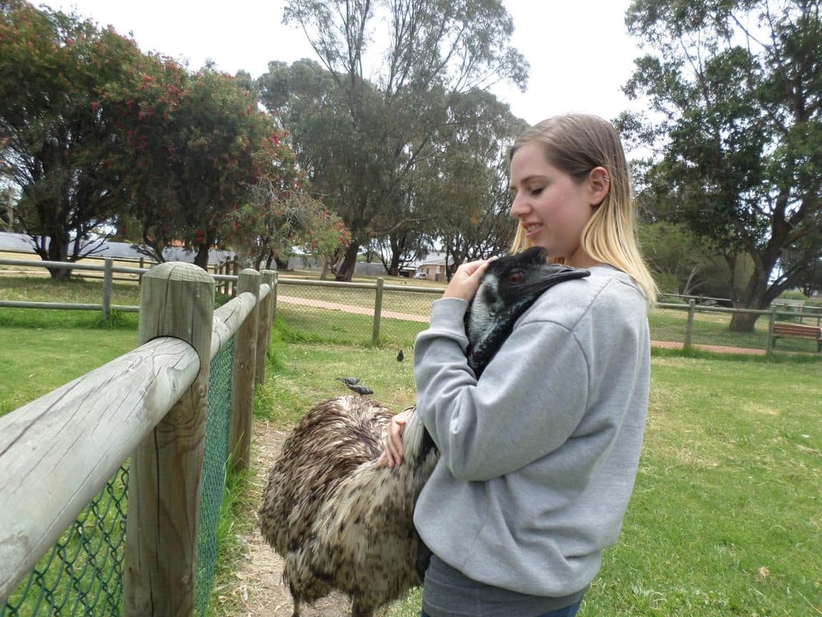 Sophie volunteering at Bunbury Wildlife Park in Western Australia, 2016 β kangaroos and wallabies, emus, cockatoos, lorikeets and a possum at the park, plus whale watching, wild giant stingrays, quokkas on Rottnest Island and the view over Perth