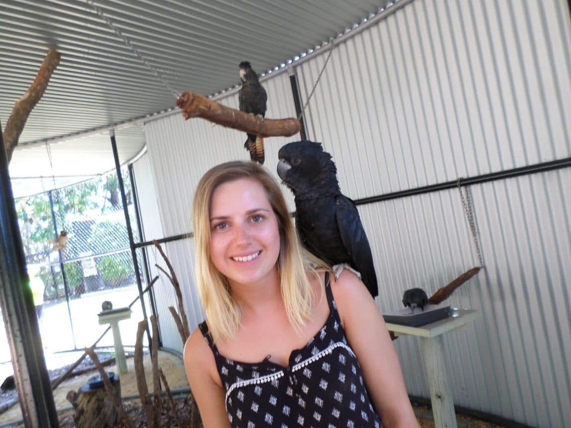 Sophie volunteering at Bunbury Wildlife Park in Western Australia, 2016 β kangaroos and wallabies, emus, cockatoos, lorikeets and a possum at the park, plus whale watching, wild giant stingrays, quokkas on Rottnest Island and the view over Perth