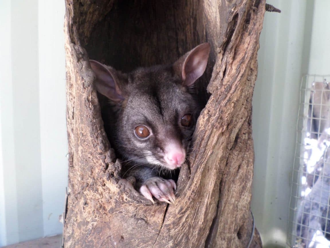 Sophie volunteering at Bunbury Wildlife Park in Western Australia, 2016 β kangaroos and wallabies, emus, cockatoos, lorikeets and a possum at the park, plus whale watching, wild giant stingrays, quokkas on Rottnest Island and the view over Perth