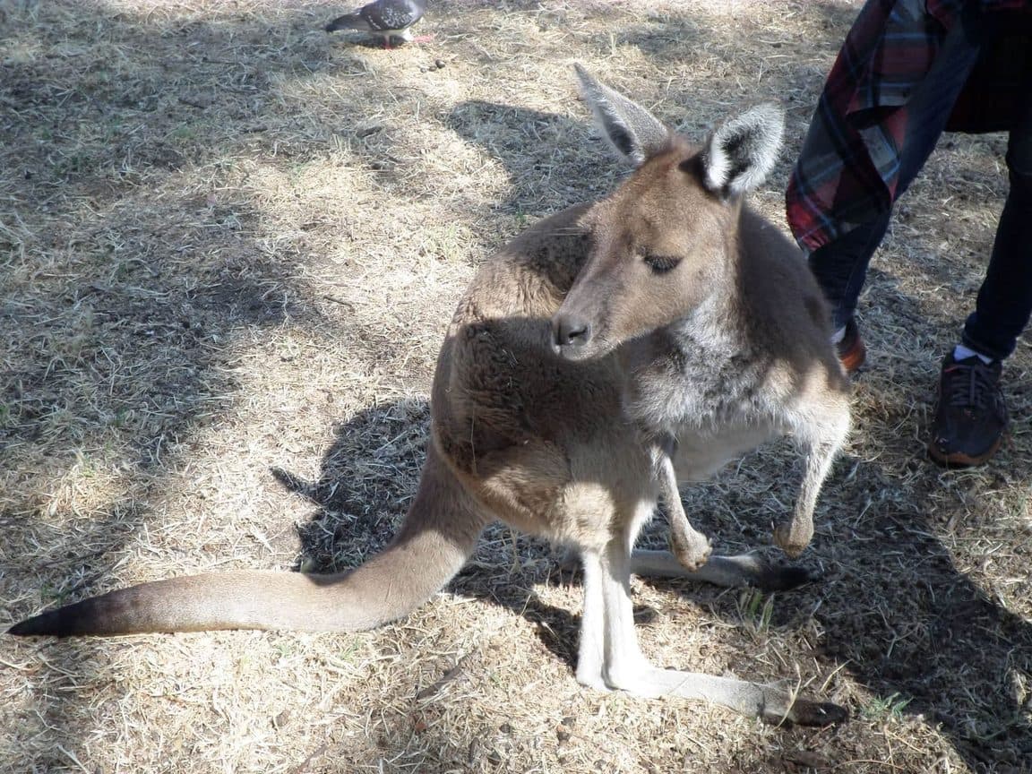 Sophie volunteering at Bunbury Wildlife Park in Western Australia, 2016 β kangaroos and wallabies, emus, cockatoos, lorikeets and a possum at the park, plus whale watching, wild giant stingrays, quokkas on Rottnest Island and the view over Perth