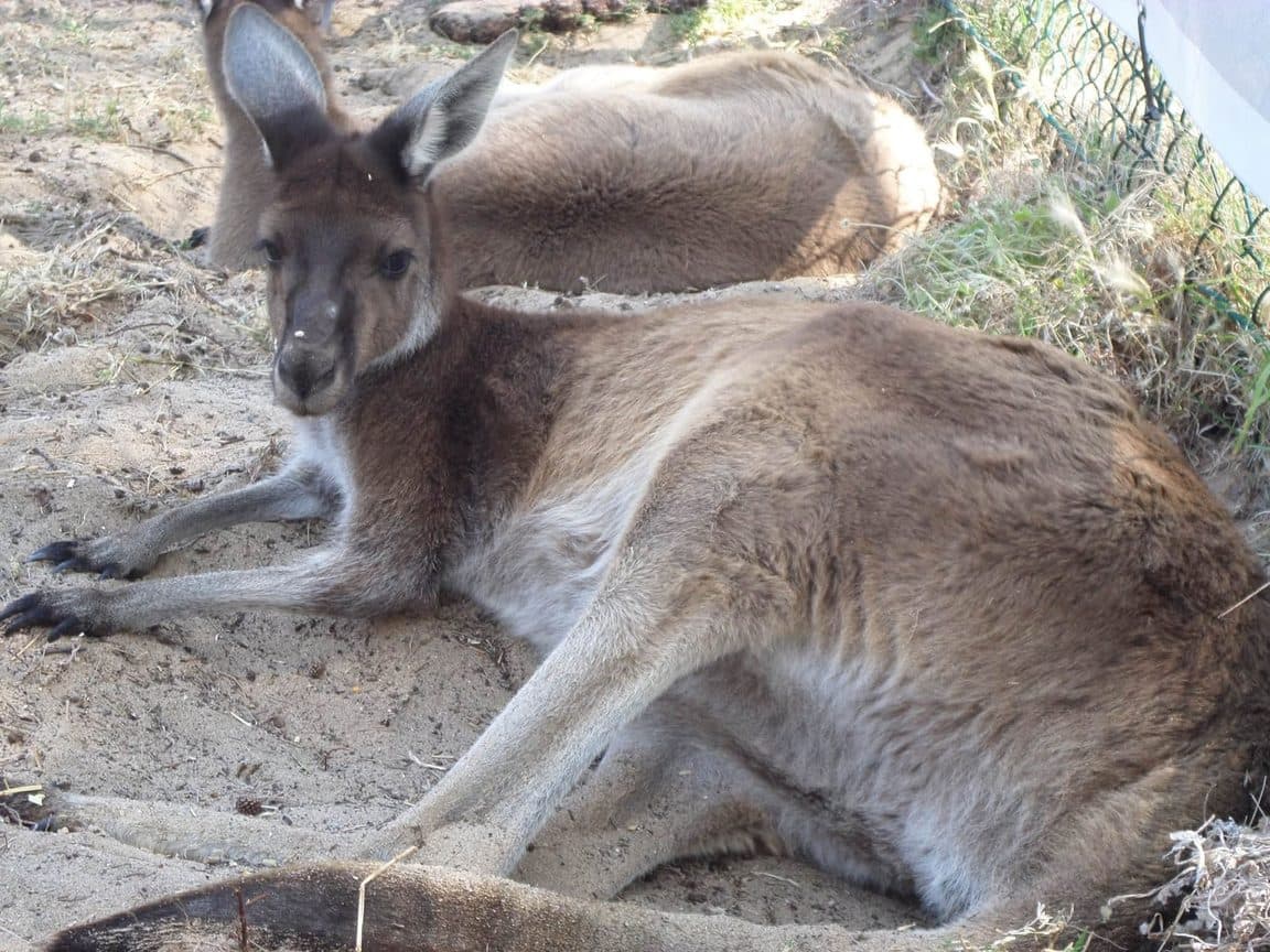 Sophie volunteering at Bunbury Wildlife Park in Western Australia, 2016 β kangaroos and wallabies, emus, cockatoos, lorikeets and a possum at the park, plus whale watching, wild giant stingrays, quokkas on Rottnest Island and the view over Perth