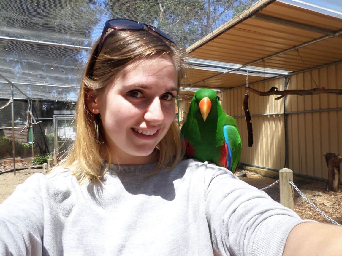 Sophie volunteering at Bunbury Wildlife Park in Western Australia, 2016 β kangaroos and wallabies, emus, cockatoos, lorikeets and a possum at the park, plus whale watching, wild giant stingrays, quokkas on Rottnest Island and the view over Perth