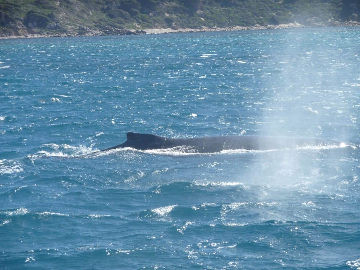 Sophie volunteering at Bunbury Wildlife Park in Western Australia, 2016 β kangaroos and wallabies, emus, cockatoos, lorikeets and a possum at the park, plus whale watching, wild giant stingrays, quokkas on Rottnest Island and the view over Perth