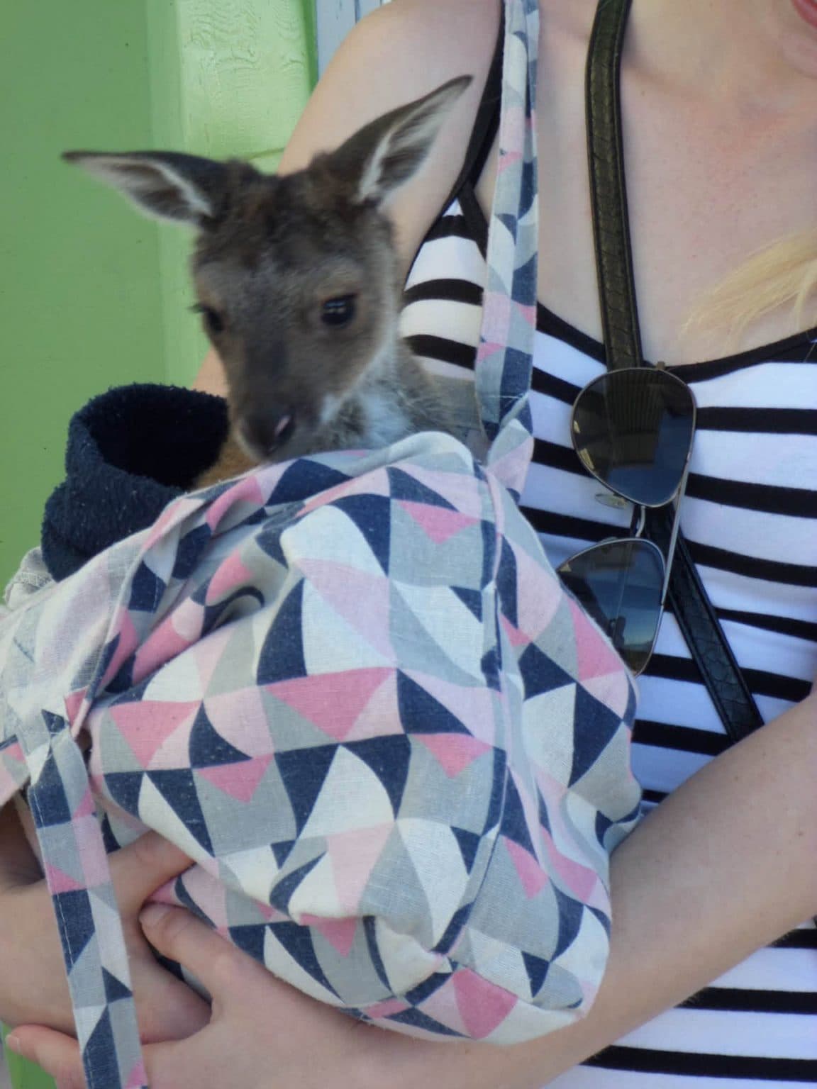 Sophie volunteering at Bunbury Wildlife Park in Western Australia, 2016 β kangaroos and wallabies, emus, cockatoos, lorikeets and a possum at the park, plus whale watching, wild giant stingrays, quokkas on Rottnest Island and the view over Perth