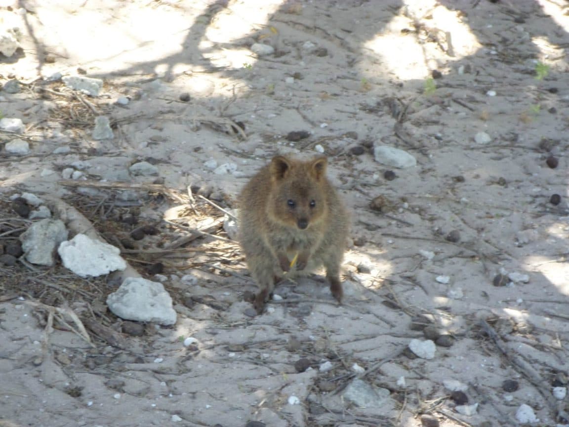 Sophie volunteering at Bunbury Wildlife Park in Western Australia, 2016 β kangaroos and wallabies, emus, cockatoos, lorikeets and a possum at the park, plus whale watching, wild giant stingrays, quokkas on Rottnest Island and the view over Perth