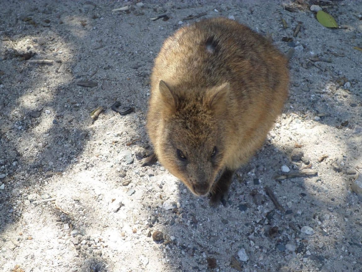 Sophie volunteering at Bunbury Wildlife Park in Western Australia, 2016 β kangaroos and wallabies, emus, cockatoos, lorikeets and a possum at the park, plus whale watching, wild giant stingrays, quokkas on Rottnest Island and the view over Perth