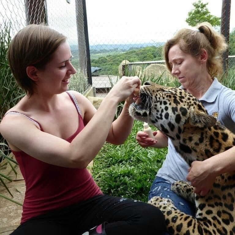 Paws Beyond Borders — Jaguars in Brazil 🐆