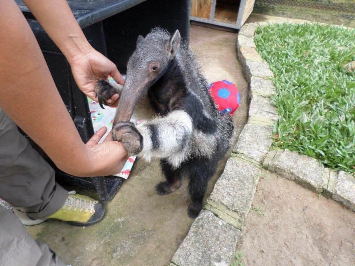 Sophie volunteering at Criadouro Onça Pintada in Paraná, Brazil, November 2015 — bottle-feeding a jaguar, caring for anteaters, toucans, pumas and ocelots, and planting a tree on the reserve