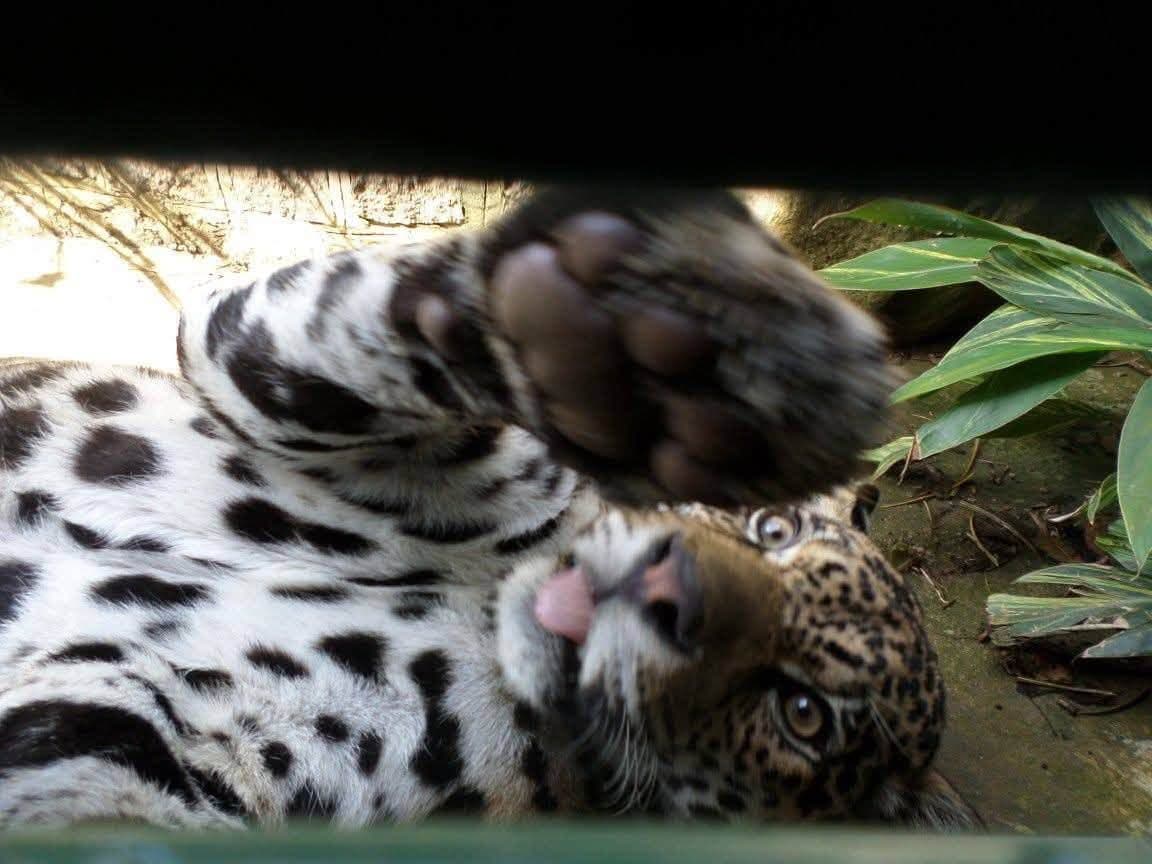Sophie volunteering at Criadouro Onça Pintada in Paraná, Brazil, November 2015 — bottle-feeding a jaguar, caring for anteaters, toucans, pumas and ocelots, and planting a tree on the reserve