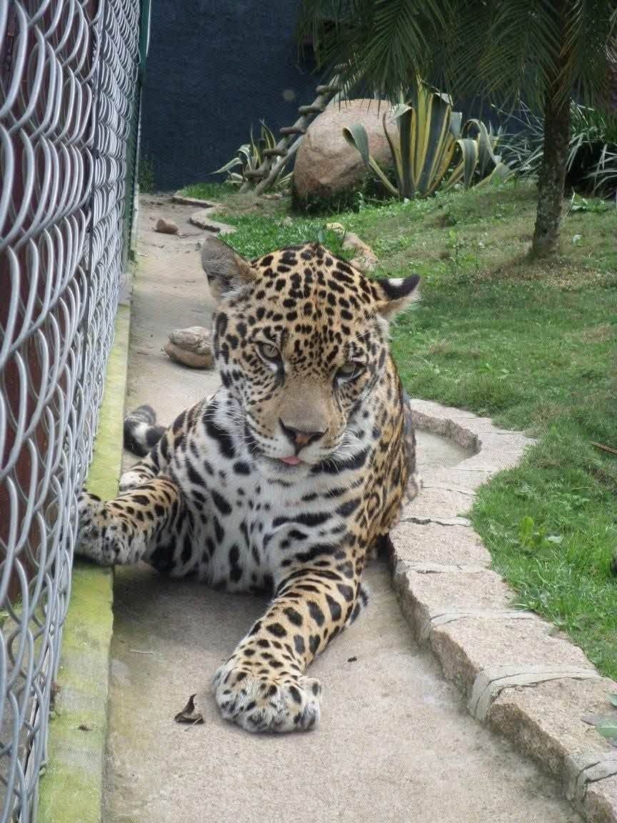 Sophie volunteering at Criadouro Onça Pintada in Paraná, Brazil, November 2015 — bottle-feeding a jaguar, caring for anteaters, toucans, pumas and ocelots, and planting a tree on the reserve