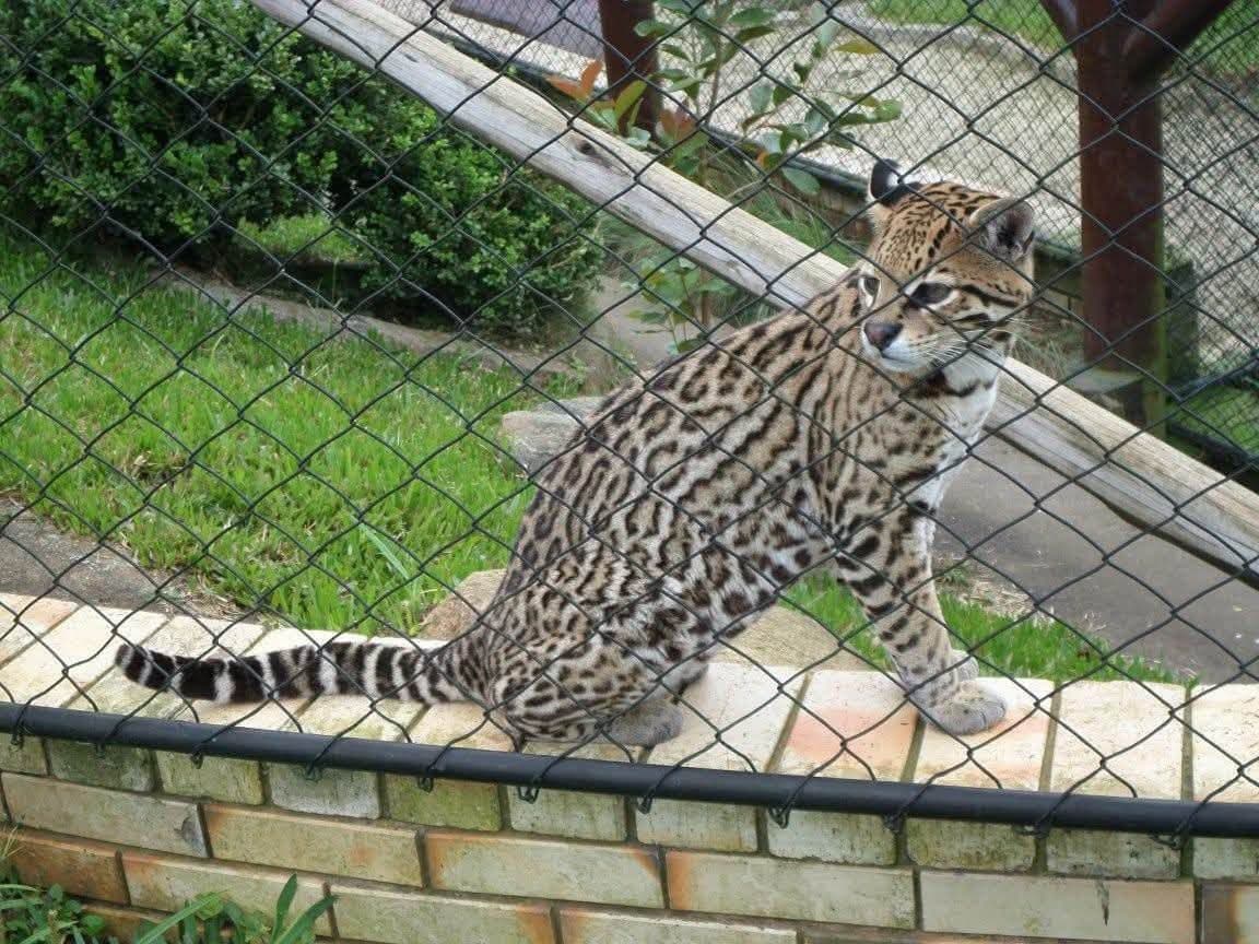 Sophie volunteering at Criadouro Onça Pintada in Paraná, Brazil, November 2015 — bottle-feeding a jaguar, caring for anteaters, toucans, pumas and ocelots, and planting a tree on the reserve