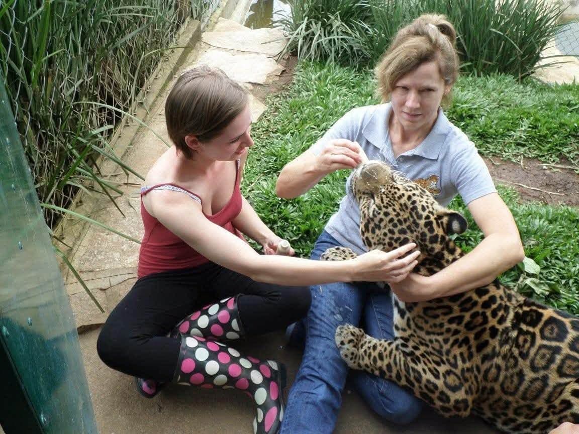 Sophie volunteering at Criadouro Onça Pintada in Paraná, Brazil, November 2015 — bottle-feeding a jaguar, caring for anteaters, toucans, pumas and ocelots, and planting a tree on the reserve