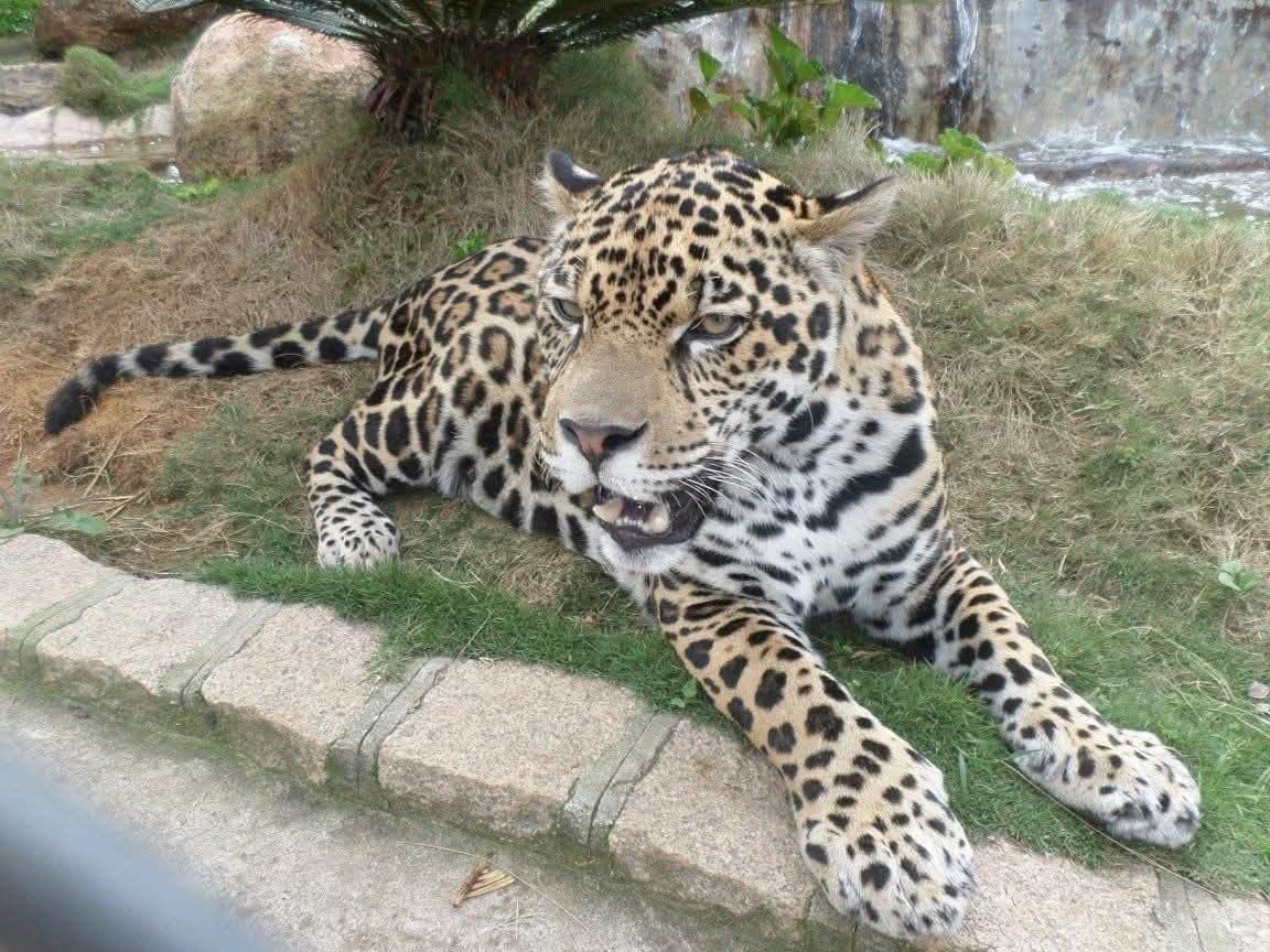 Sophie volunteering at Criadouro Onça Pintada in Paraná, Brazil, November 2015 — bottle-feeding a jaguar, caring for anteaters, toucans, pumas and ocelots, and planting a tree on the reserve