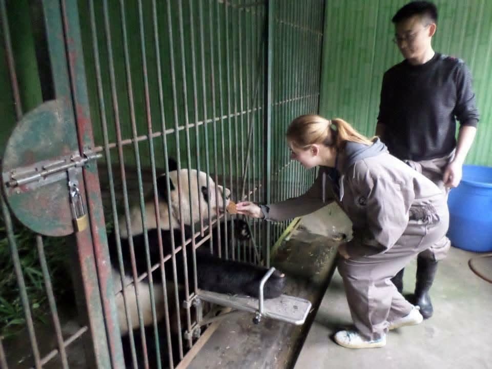 Paws Beyond Borders β Pandas in China πΌ