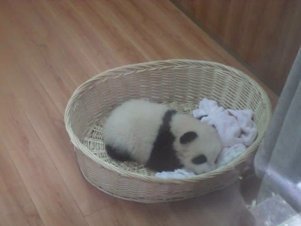 Sophie volunteering at the Chengdu Research Base of Giant Panda Breeding in November 2014 β feeding pandas, checking on cubs and exploring Sichuan with the volunteer team