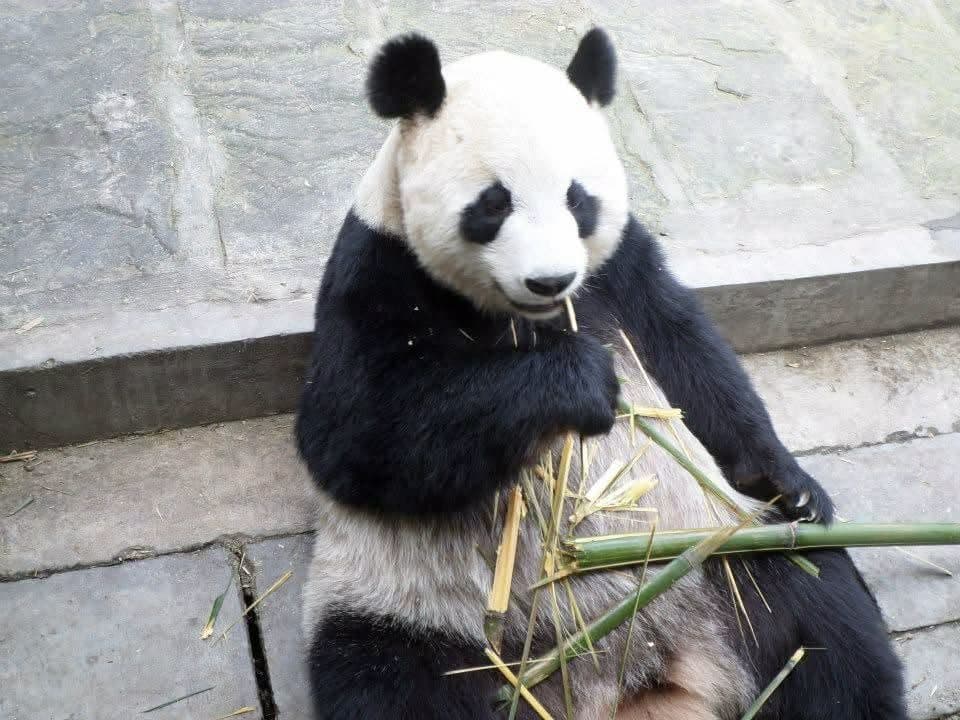 Sophie volunteering at the Chengdu Research Base of Giant Panda Breeding in November 2014 β feeding pandas, checking on cubs and exploring Sichuan with the volunteer team