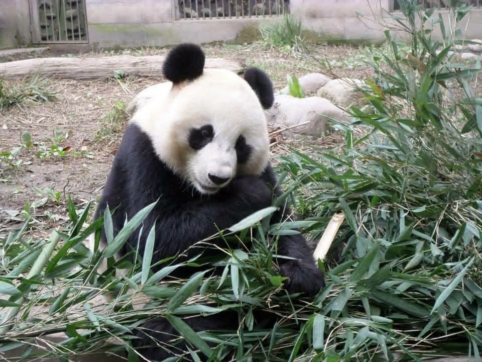 Sophie volunteering at the Chengdu Research Base of Giant Panda Breeding in November 2014 β feeding pandas, checking on cubs and exploring Sichuan with the volunteer team