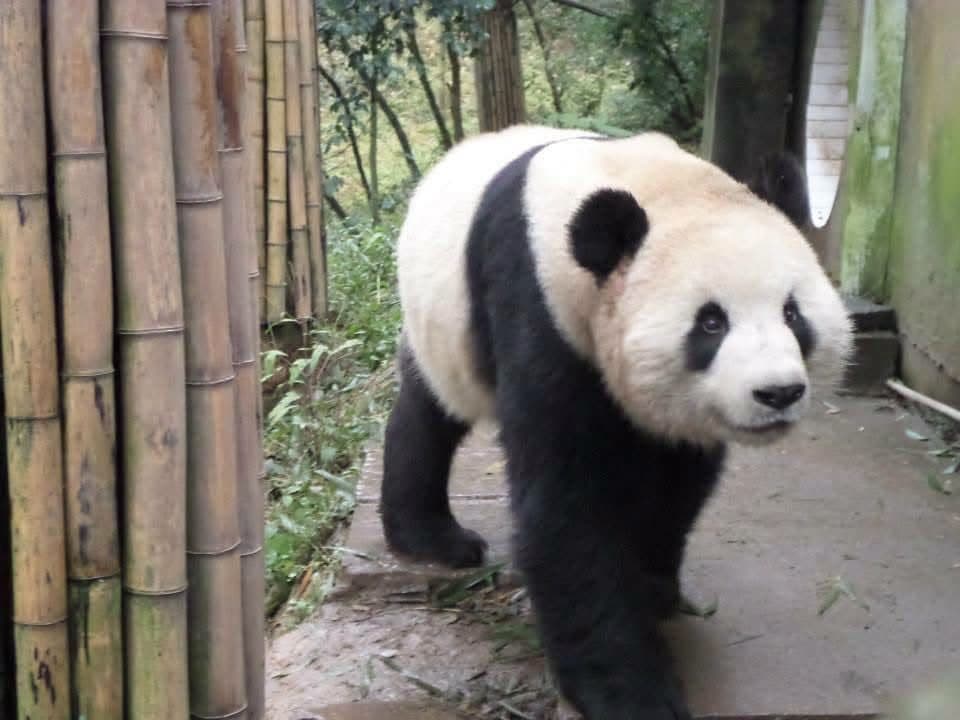 Sophie volunteering at the Chengdu Research Base of Giant Panda Breeding in November 2014 β feeding pandas, checking on cubs and exploring Sichuan with the volunteer team