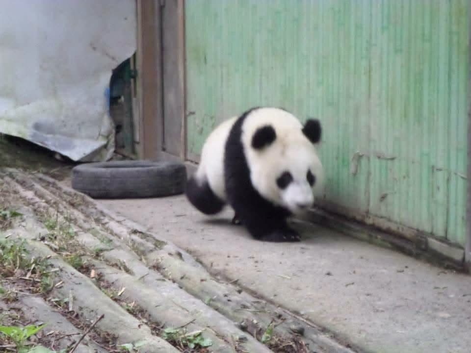 Sophie volunteering at the Chengdu Research Base of Giant Panda Breeding in November 2014 β feeding pandas, checking on cubs and exploring Sichuan with the volunteer team