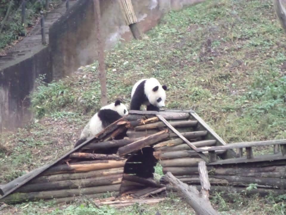 Sophie volunteering at the Chengdu Research Base of Giant Panda Breeding in November 2014 β feeding pandas, checking on cubs and exploring Sichuan with the volunteer team