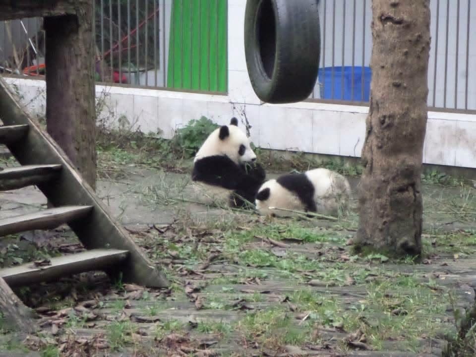 Sophie volunteering at the Chengdu Research Base of Giant Panda Breeding in November 2014 β feeding pandas, checking on cubs and exploring Sichuan with the volunteer team