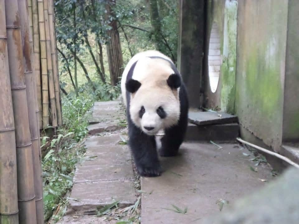 Sophie volunteering at the Chengdu Research Base of Giant Panda Breeding in November 2014 β feeding pandas, checking on cubs and exploring Sichuan with the volunteer team