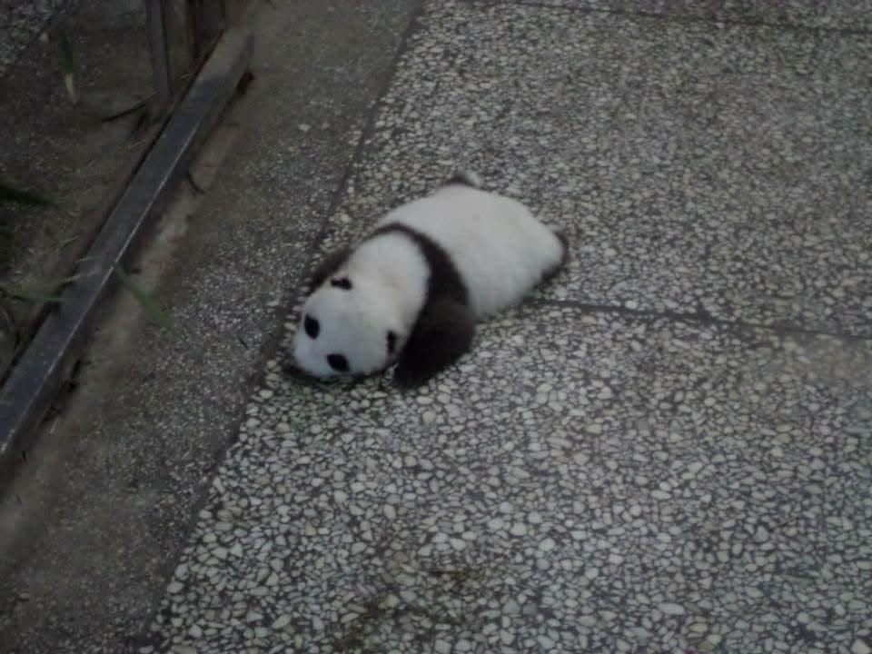 Sophie volunteering at the Chengdu Research Base of Giant Panda Breeding in November 2014 β feeding pandas, checking on cubs and exploring Sichuan with the volunteer team