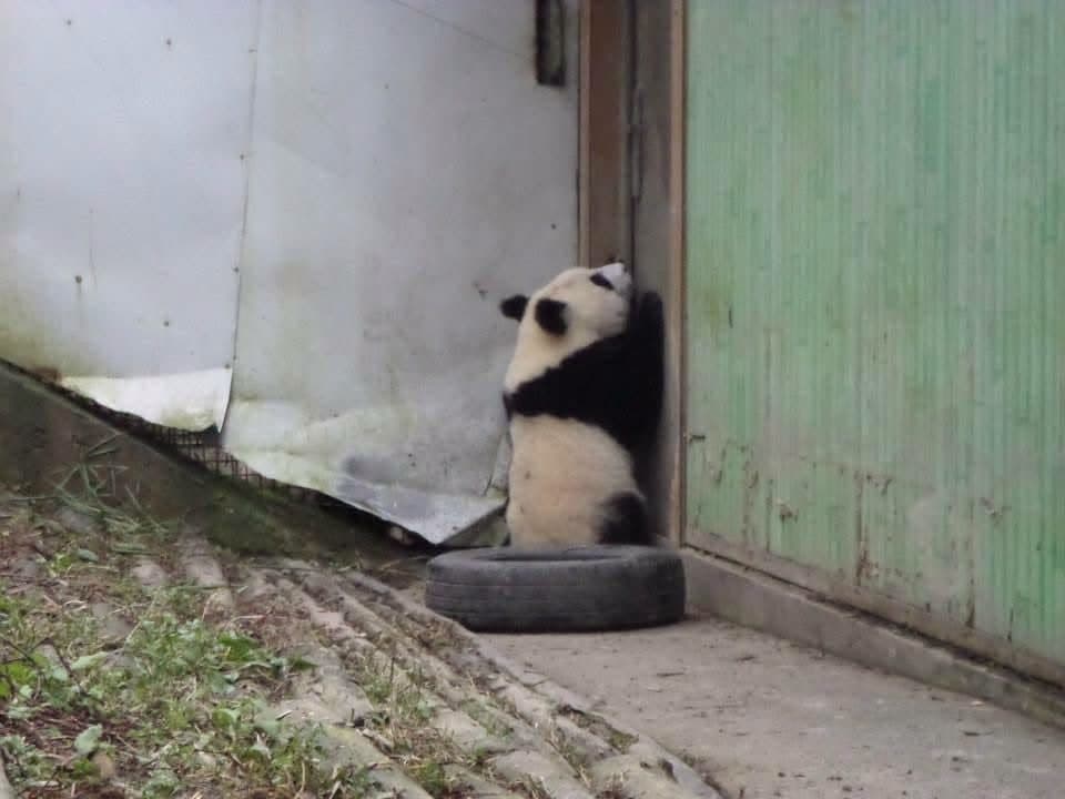 Sophie volunteering at the Chengdu Research Base of Giant Panda Breeding in November 2014 β feeding pandas, checking on cubs and exploring Sichuan with the volunteer team