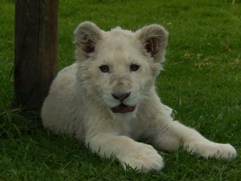 Paws Beyond Borders β My First Volunteering Trip, South Africa πΏπ¦