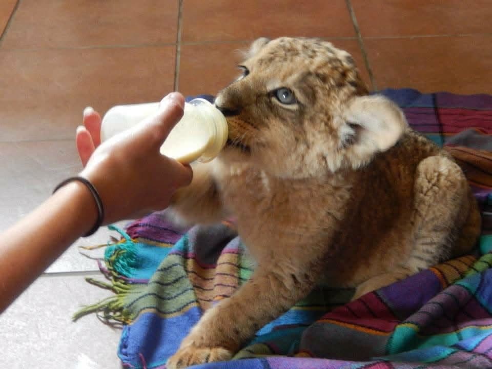 Sophie's first wildlife volunteering trip, on a reserve near Port Elizabeth, South Africa in 2013 β white and tawny lion cubs including Amara, rhinos, zebra, buffalo, waterbuck, blesbok, hippo and elephants at Addo Elephant National Park, plus bungee jumping, a meerkat and cage diving with great white sharks at Mossel Bay