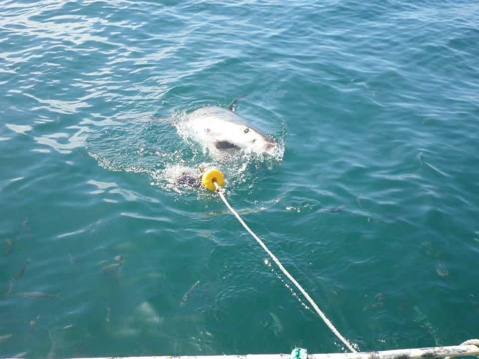 Sophie's first wildlife volunteering trip, on a reserve near Port Elizabeth, South Africa in 2013 β white and tawny lion cubs including Amara, rhinos, zebra, buffalo, waterbuck, blesbok, hippo and elephants at Addo Elephant National Park, plus bungee jumping, a meerkat and cage diving with great white sharks at Mossel Bay