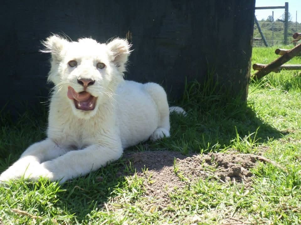 Sophie's first wildlife volunteering trip, on a reserve near Port Elizabeth, South Africa in 2013 β white and tawny lion cubs including Amara, rhinos, zebra, buffalo, waterbuck, blesbok, hippo and elephants at Addo Elephant National Park, plus bungee jumping, a meerkat and cage diving with great white sharks at Mossel Bay