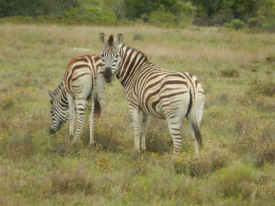 Sophie's first wildlife volunteering trip, on a reserve near Port Elizabeth, South Africa in 2013 β white and tawny lion cubs including Amara, rhinos, zebra, buffalo, waterbuck, blesbok, hippo and elephants at Addo Elephant National Park, plus bungee jumping, a meerkat and cage diving with great white sharks at Mossel Bay