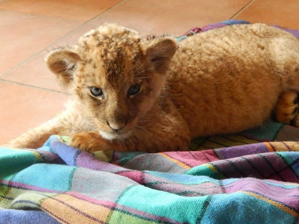 Sophie's first wildlife volunteering trip, on a reserve near Port Elizabeth, South Africa in 2013 β white and tawny lion cubs including Amara, rhinos, zebra, buffalo, waterbuck, blesbok, hippo and elephants at Addo Elephant National Park, plus bungee jumping, a meerkat and cage diving with great white sharks at Mossel Bay