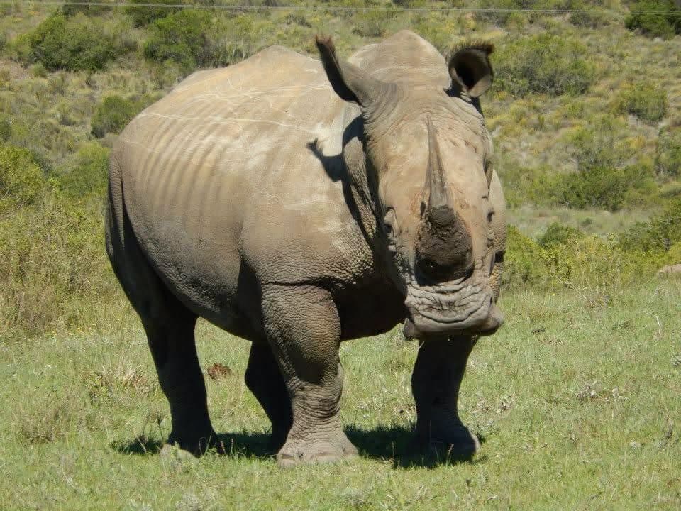 Sophie's first wildlife volunteering trip, on a reserve near Port Elizabeth, South Africa in 2013 β white and tawny lion cubs including Amara, rhinos, zebra, buffalo, waterbuck, blesbok, hippo and elephants at Addo Elephant National Park, plus bungee jumping, a meerkat and cage diving with great white sharks at Mossel Bay