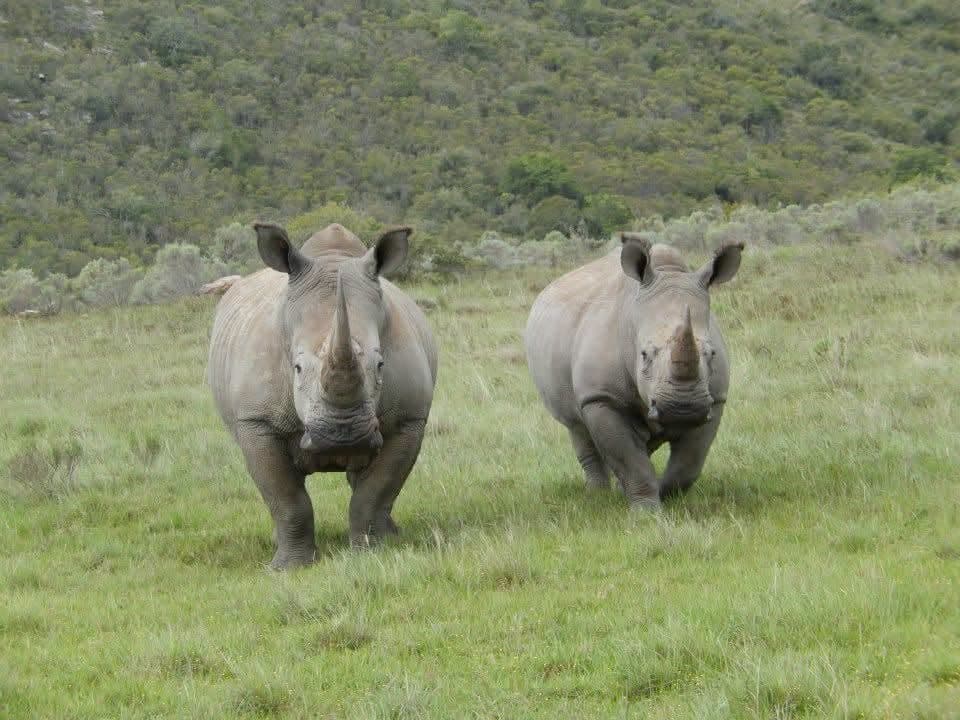 Sophie's first wildlife volunteering trip, on a reserve near Port Elizabeth, South Africa in 2013 β white and tawny lion cubs including Amara, rhinos, zebra, buffalo, waterbuck, blesbok, hippo and elephants at Addo Elephant National Park, plus bungee jumping, a meerkat and cage diving with great white sharks at Mossel Bay
