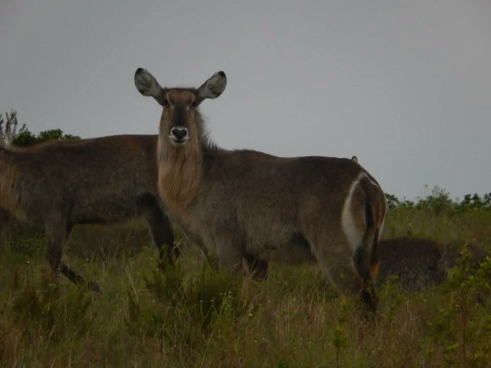 Sophie's first wildlife volunteering trip, on a reserve near Port Elizabeth, South Africa in 2013 β white and tawny lion cubs including Amara, rhinos, zebra, buffalo, waterbuck, blesbok, hippo and elephants at Addo Elephant National Park, plus bungee jumping, a meerkat and cage diving with great white sharks at Mossel Bay