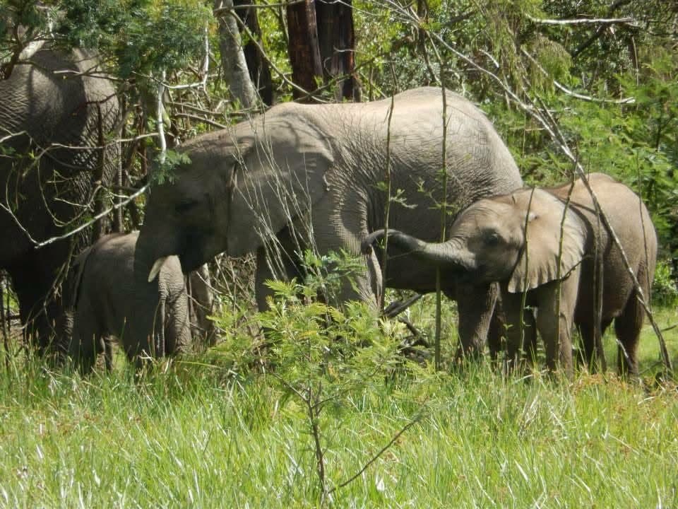 Sophie's first wildlife volunteering trip, on a reserve near Port Elizabeth, South Africa in 2013 β white and tawny lion cubs including Amara, rhinos, zebra, buffalo, waterbuck, blesbok, hippo and elephants at Addo Elephant National Park, plus bungee jumping, a meerkat and cage diving with great white sharks at Mossel Bay