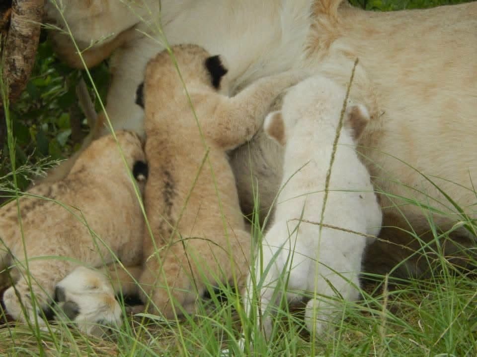 Sophie's first wildlife volunteering trip, on a reserve near Port Elizabeth, South Africa in 2013 β white and tawny lion cubs including Amara, rhinos, zebra, buffalo, waterbuck, blesbok, hippo and elephants at Addo Elephant National Park, plus bungee jumping, a meerkat and cage diving with great white sharks at Mossel Bay