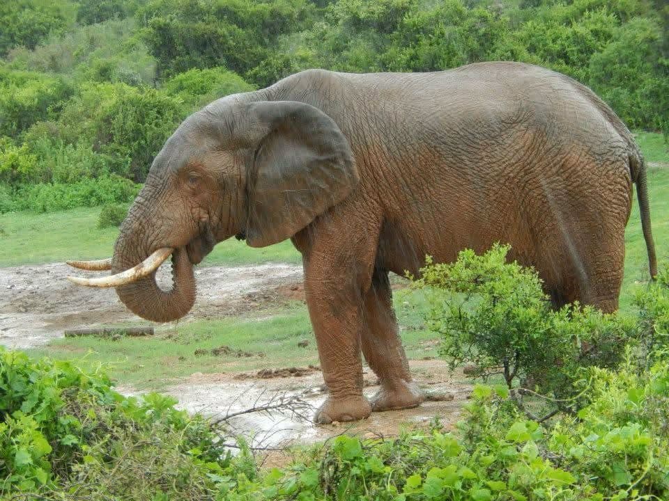 Sophie's first wildlife volunteering trip, on a reserve near Port Elizabeth, South Africa in 2013 β white and tawny lion cubs including Amara, rhinos, zebra, buffalo, waterbuck, blesbok, hippo and elephants at Addo Elephant National Park, plus bungee jumping, a meerkat and cage diving with great white sharks at Mossel Bay