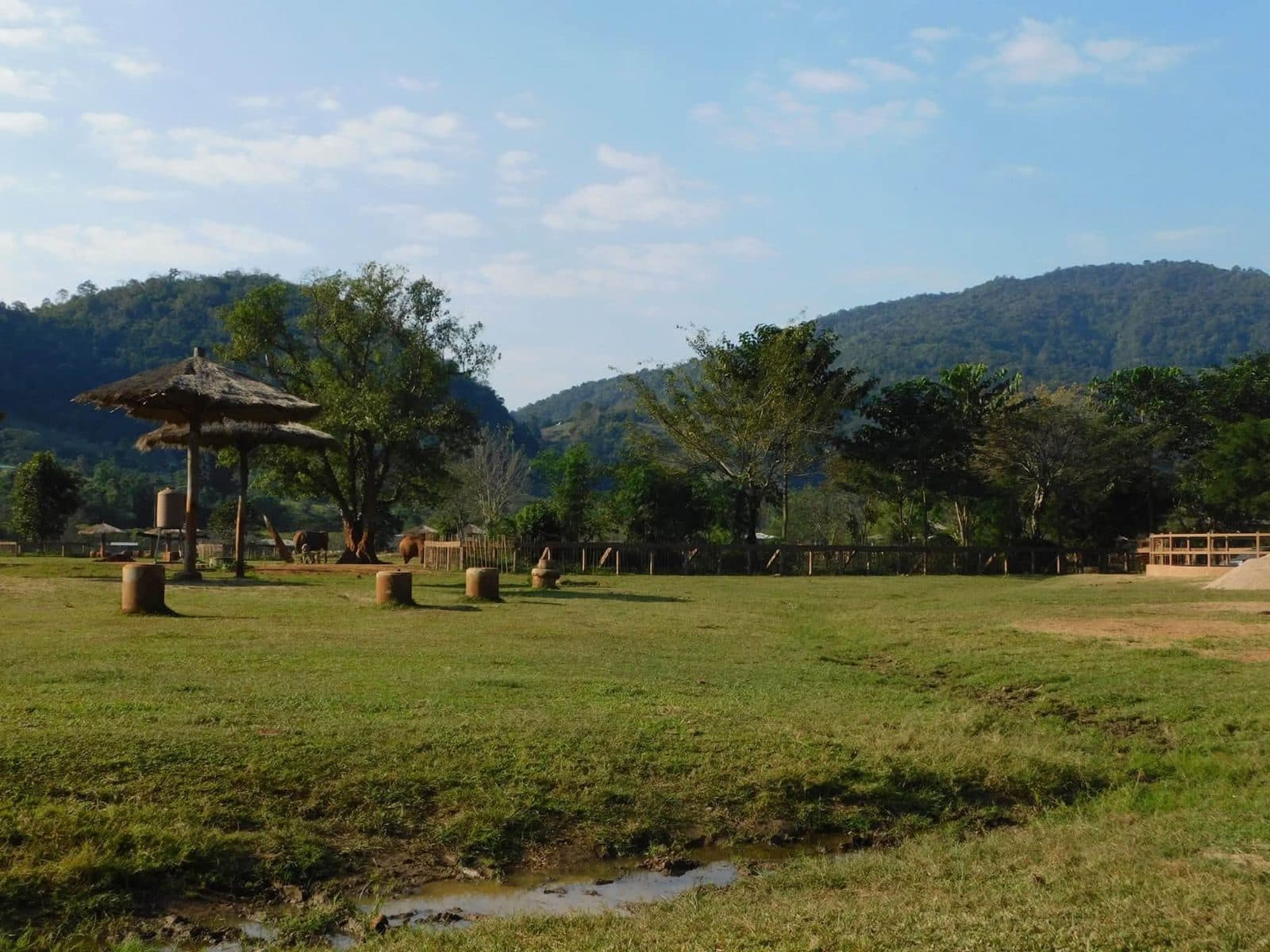 Sophie volunteering with rescued elephants, buffalo and rescue dogs at Elephant Nature Park in Chiang Mai, Thailand