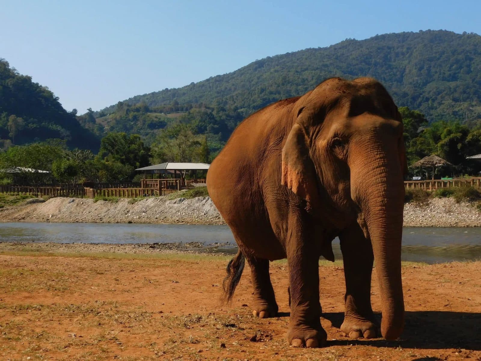 Sophie volunteering with rescued elephants, buffalo and rescue dogs at Elephant Nature Park in Chiang Mai, Thailand