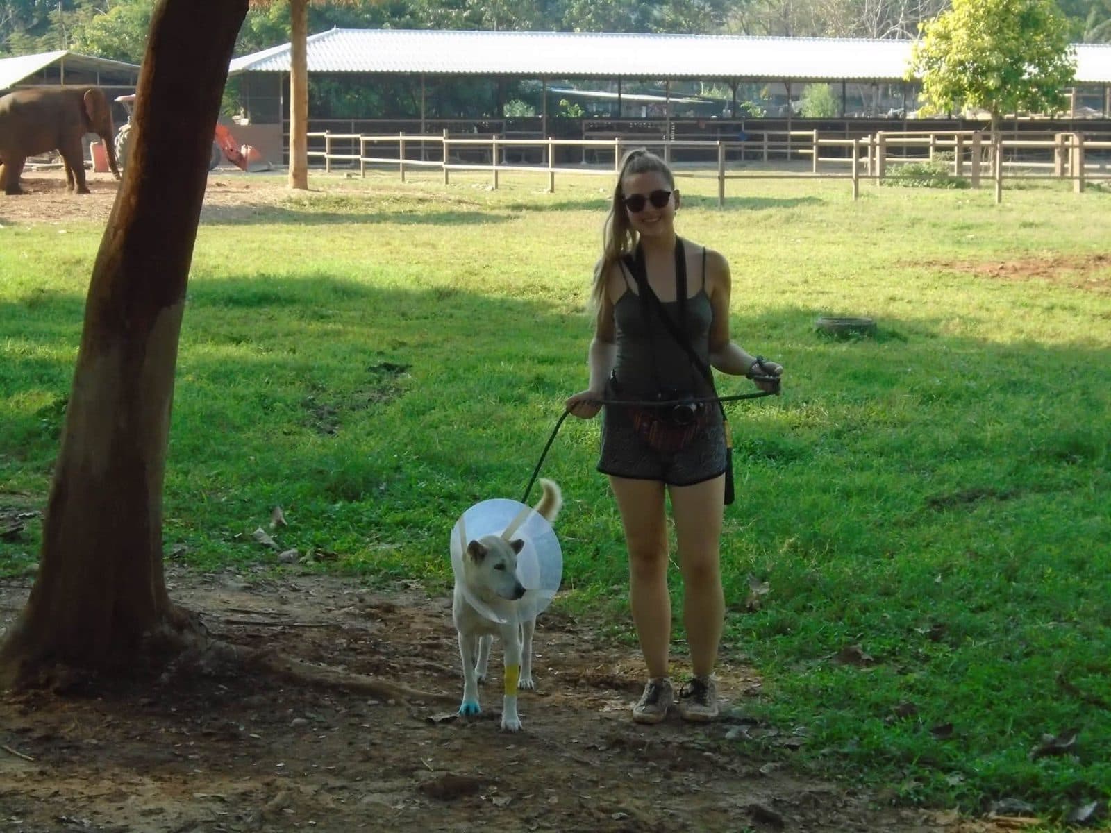 Sophie volunteering with rescued elephants, buffalo and rescue dogs at Elephant Nature Park in Chiang Mai, Thailand