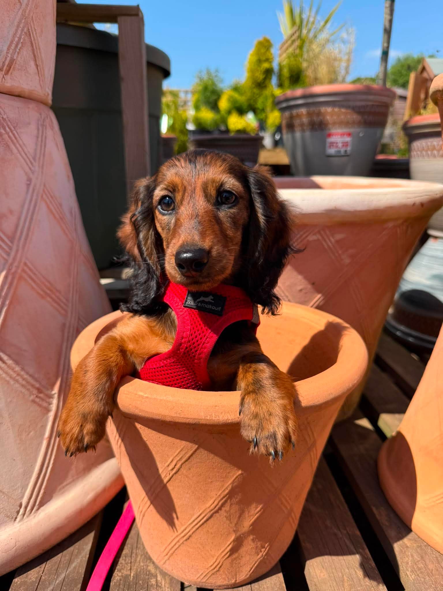 Laika the long-haired miniature dachshund pup in a red harness, peeking out of a terracotta plant pot