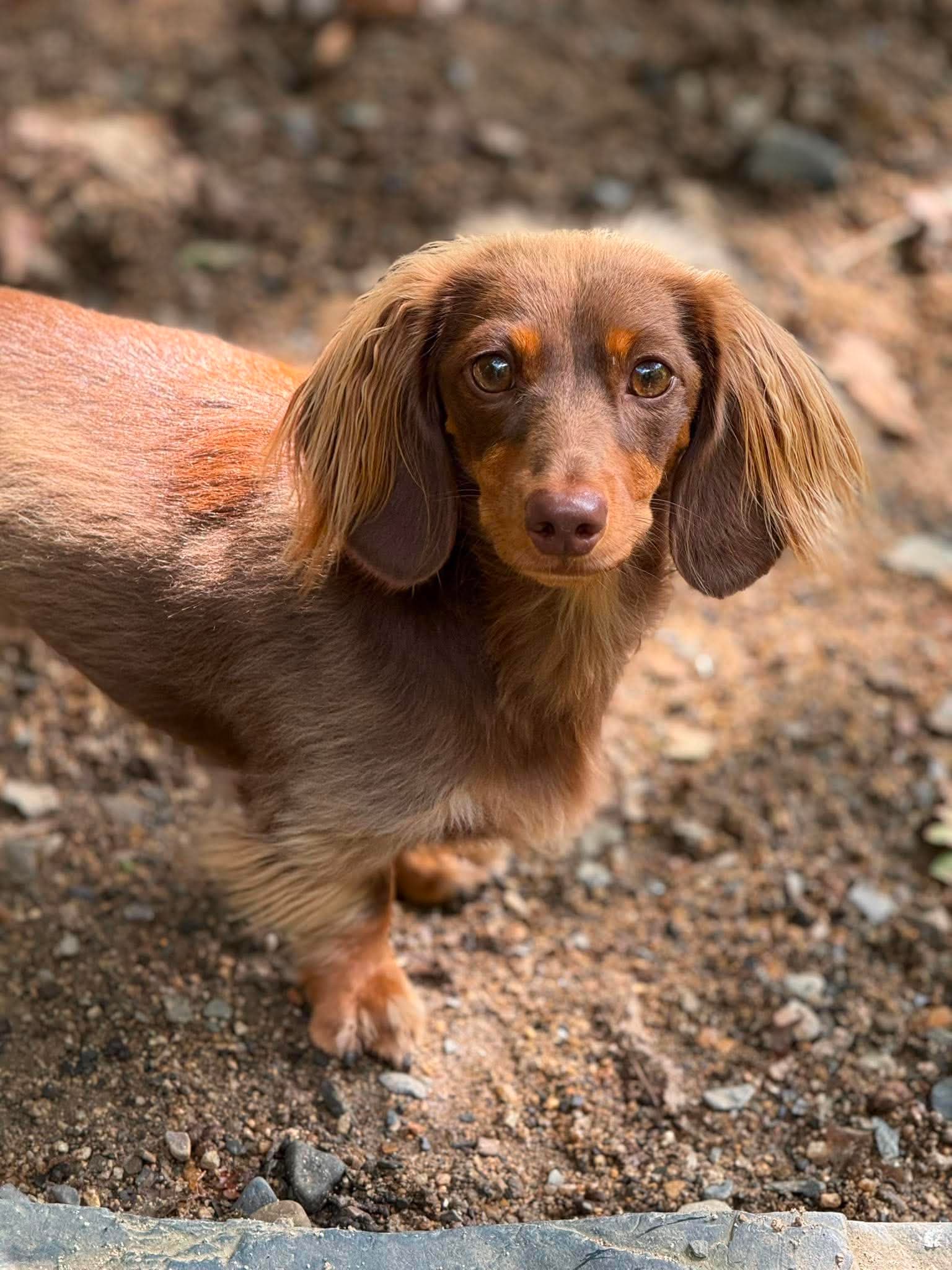 Rocket the chocolate miniature dachshund standing on a dirt path