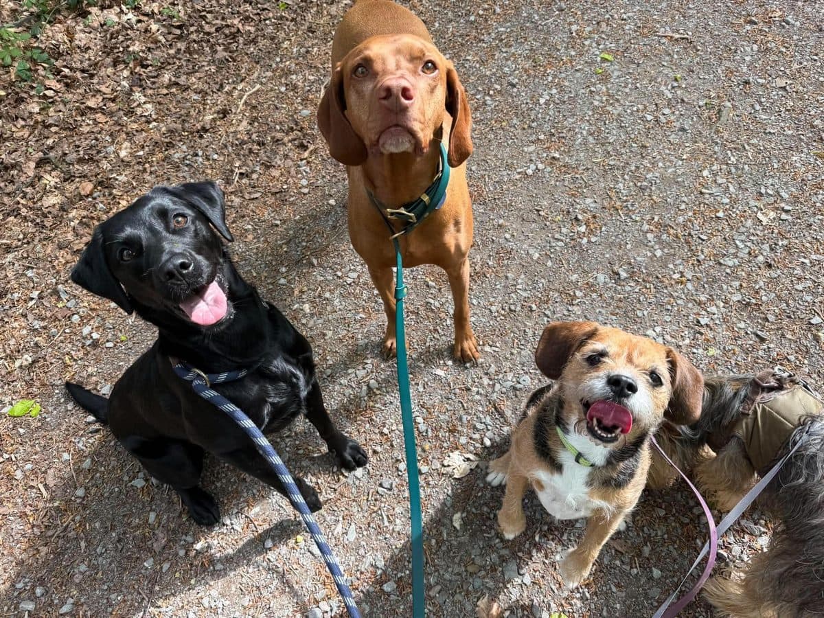 A pack group on a Dartmoor forest path — black Labrador, Vizsla and small terrier all looking up to camera mid-walk.