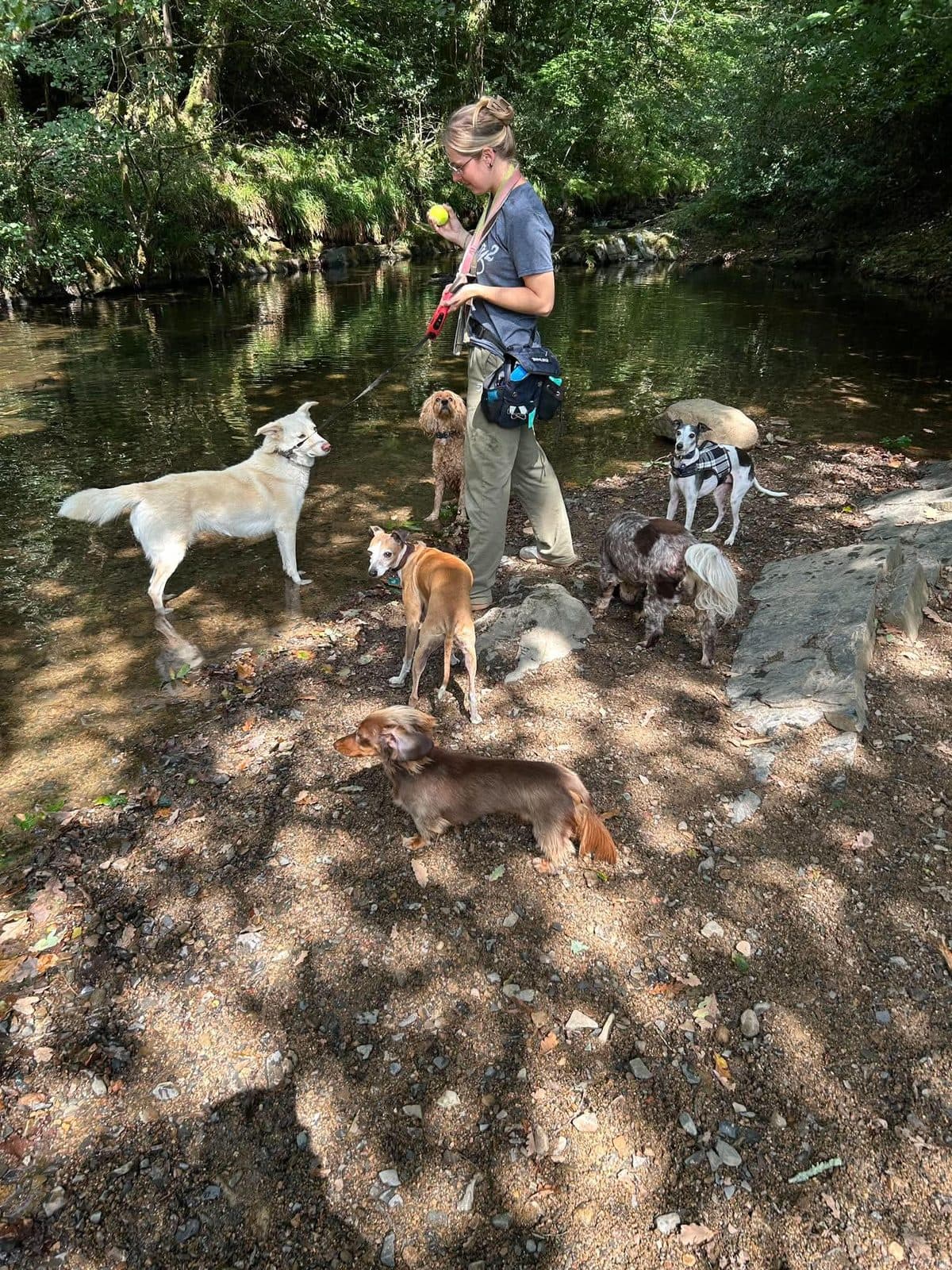Sophie wading a stream with the pack — husky, dachshund, Italian greyhound, cockapoo and terrier exploring the riverbank shade.