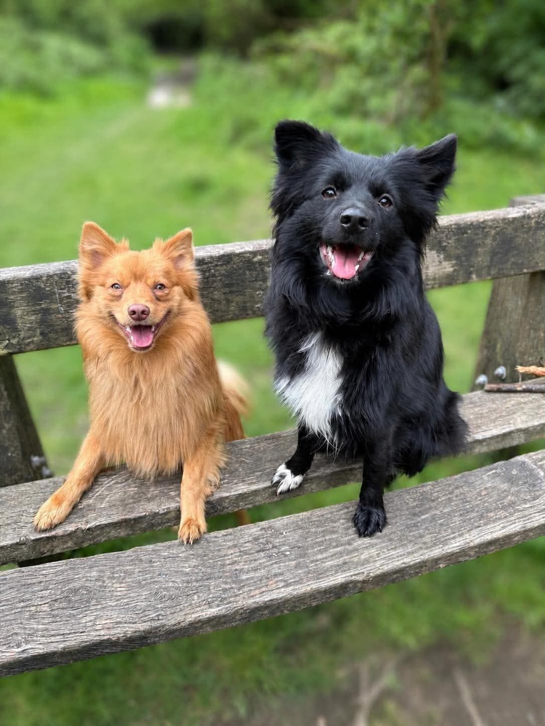 Two of Sophie's regulars — a ginger spitz and a black-and-white collie cross — perched together on a wooden gate after a Dartmoor walk.